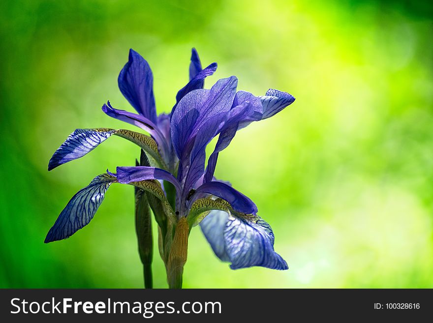 Flower, Plant, Flowering Plant, Iris Versicolor