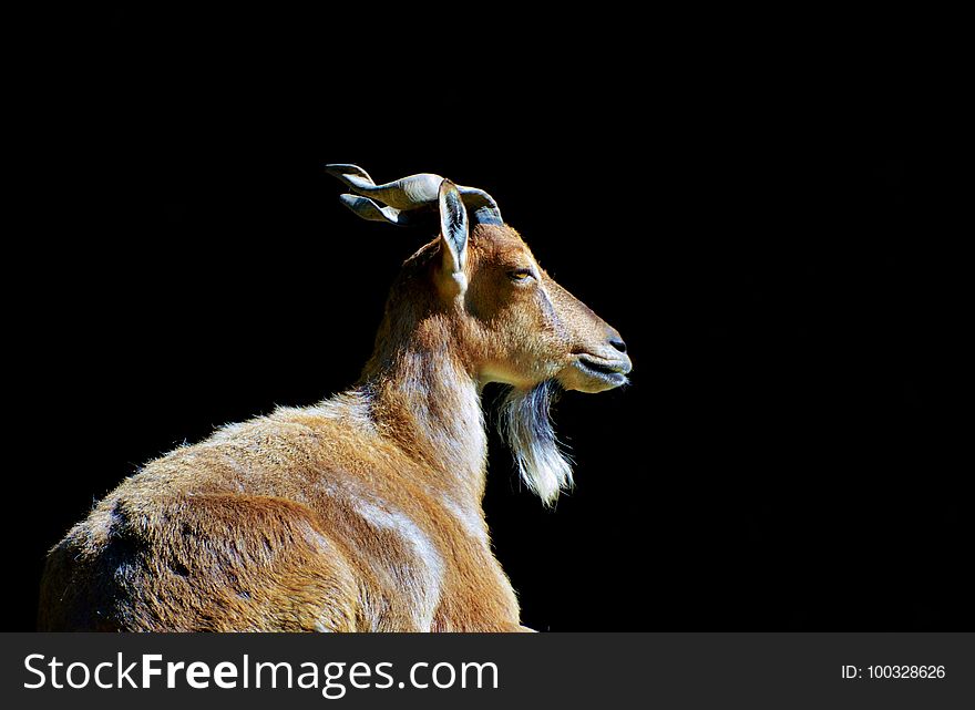 Fauna, Goats, Wildlife, Horn