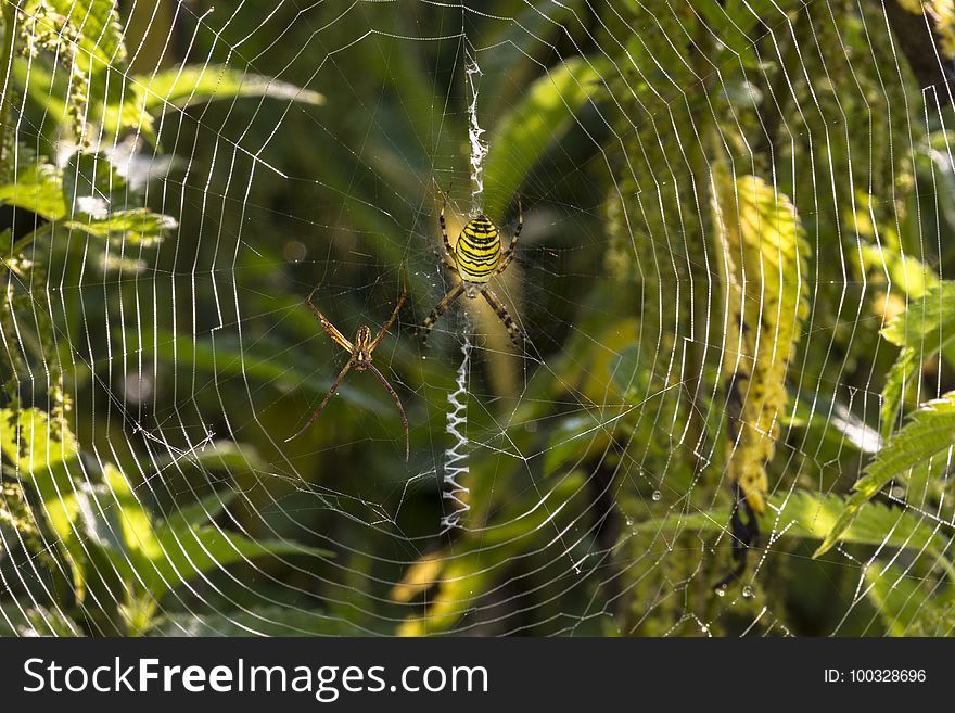 Spider Web, Wildlife, Vegetation, Water