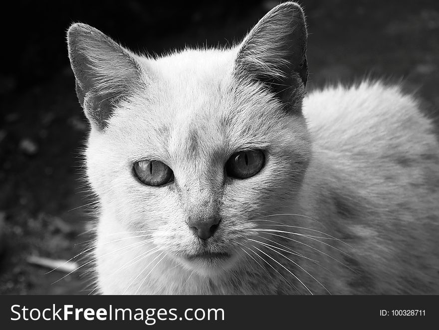 Cat, Whiskers, White, Black