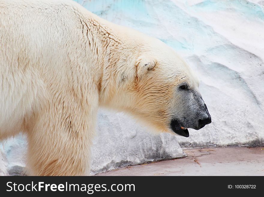 Polar Bear, Bear, Fauna, Arctic
