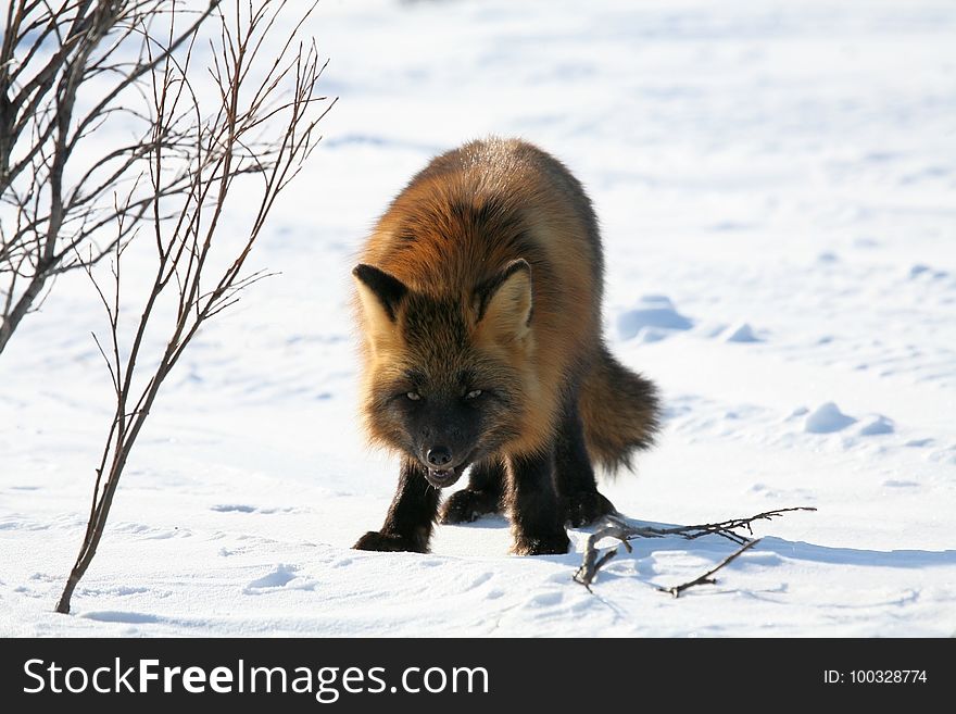 Fox, Dog Like Mammal, Red Fox, Mammal