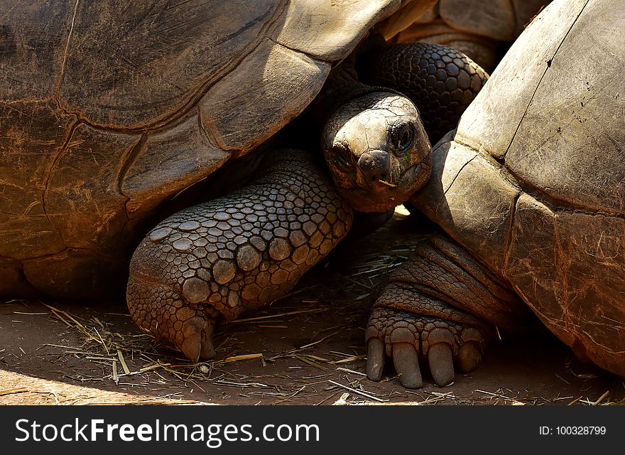 Tortoise, Turtle, Reptile, Terrestrial Animal