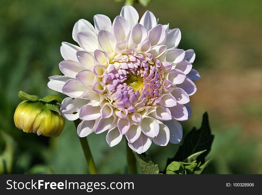 Flower, Plant, Flora, Flowering Plant