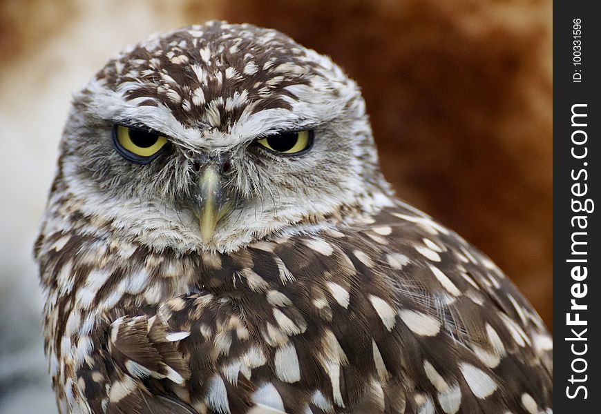 Owl, Bird Of Prey, Bird, Beak