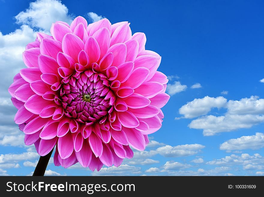 Flower, Pink, Sky, Flowering Plant