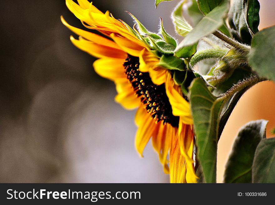 Flower, Sunflower, Yellow, Plant