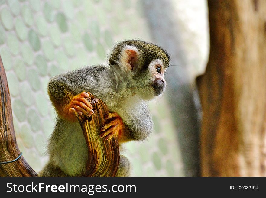 Fauna, Mammal, Primate, New World Monkey