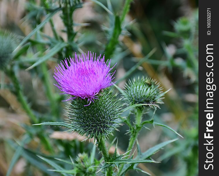 Silybum, Thistle, Plant, Noxious Weed