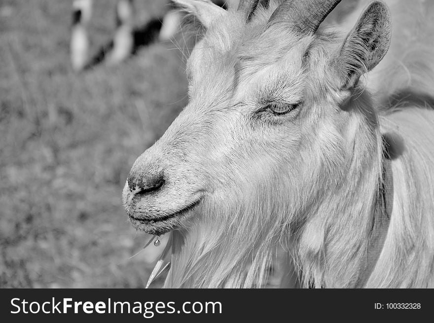 Goats, Wildlife, Black And White, Goat