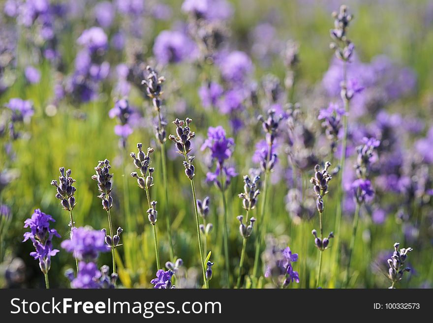 Flower, English Lavender, Lavender, Plant