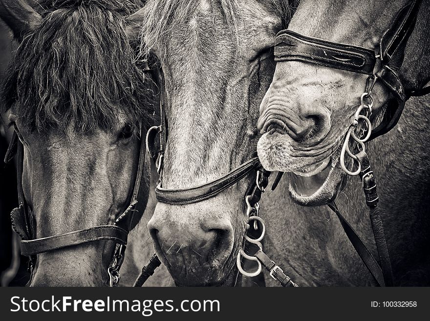 Horse, Black And White, Monochrome Photography, Horse Like Mammal