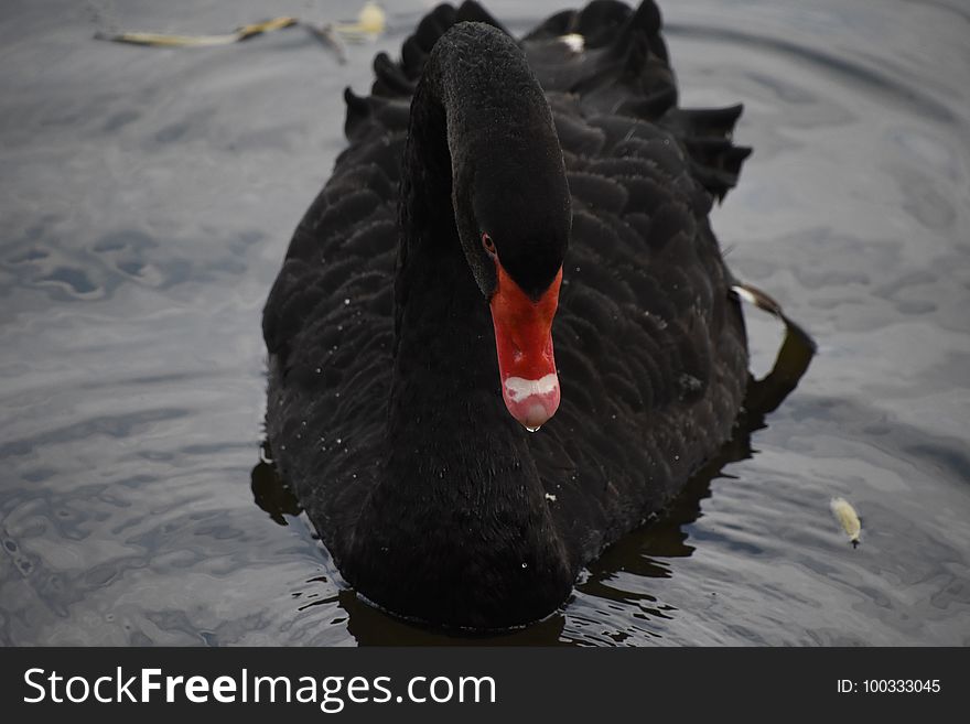 Black Swan, Water Bird, Ducks Geese And Swans, Swan