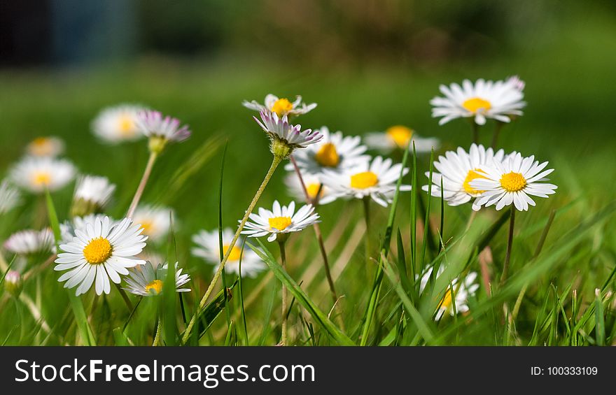 Flower, Flora, Plant, Daisy Family