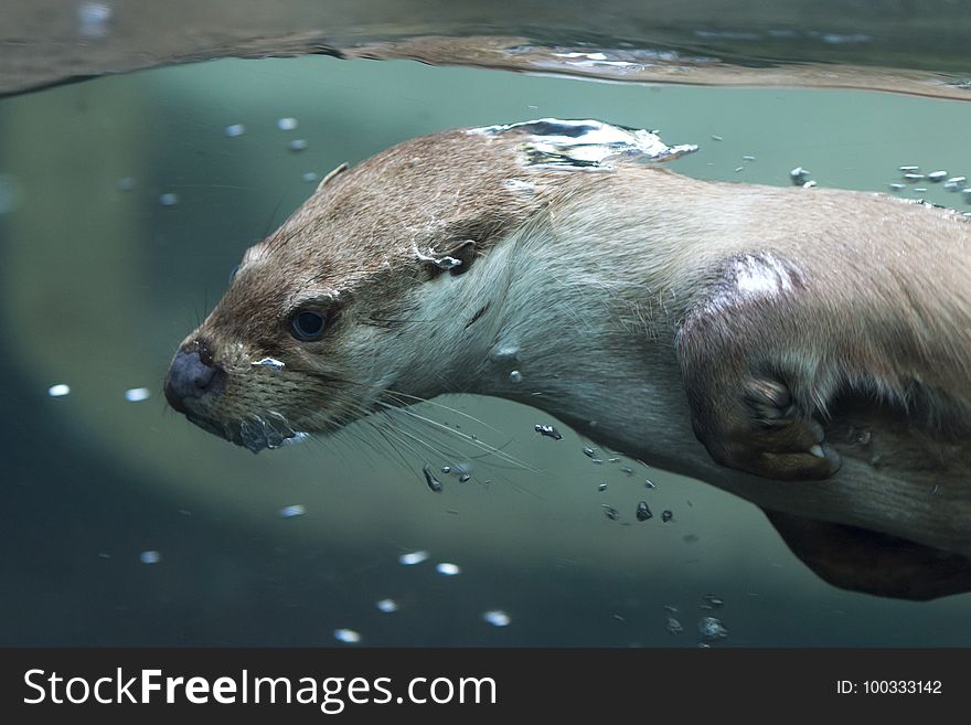 Fauna, Mammal, Water, Otter