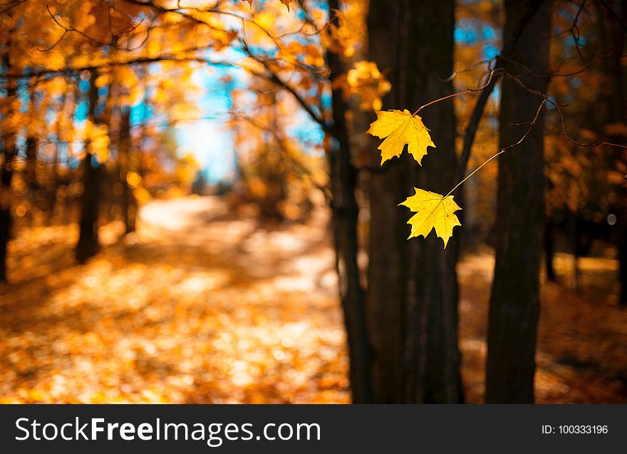 Leaf, Yellow, Autumn, Nature