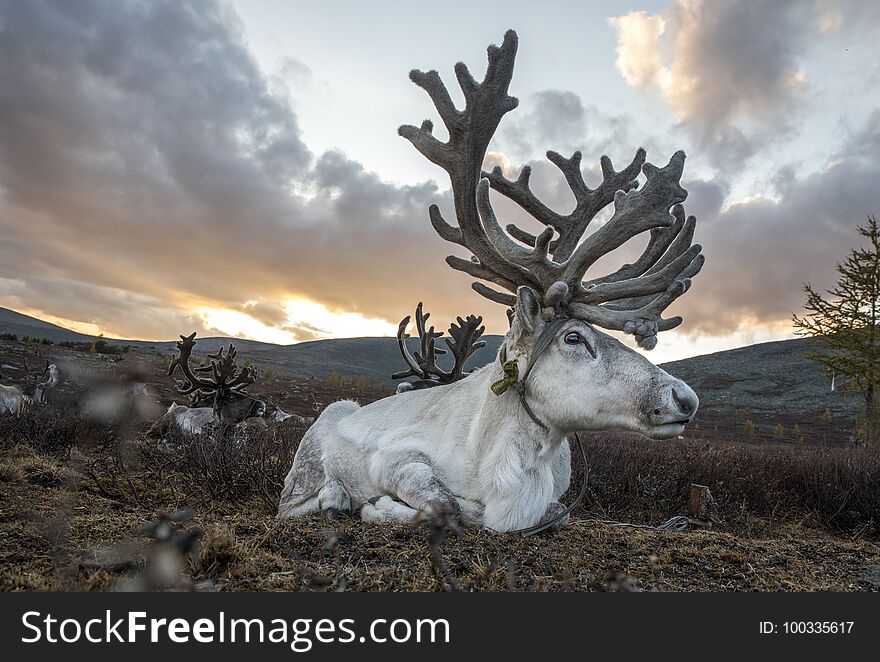 Reindeer in a landscape of northern Mongolia