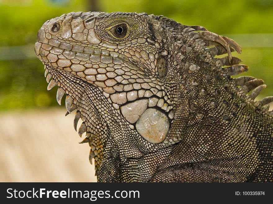 Reptile, Scaled Reptile, Iguana, Terrestrial Animal