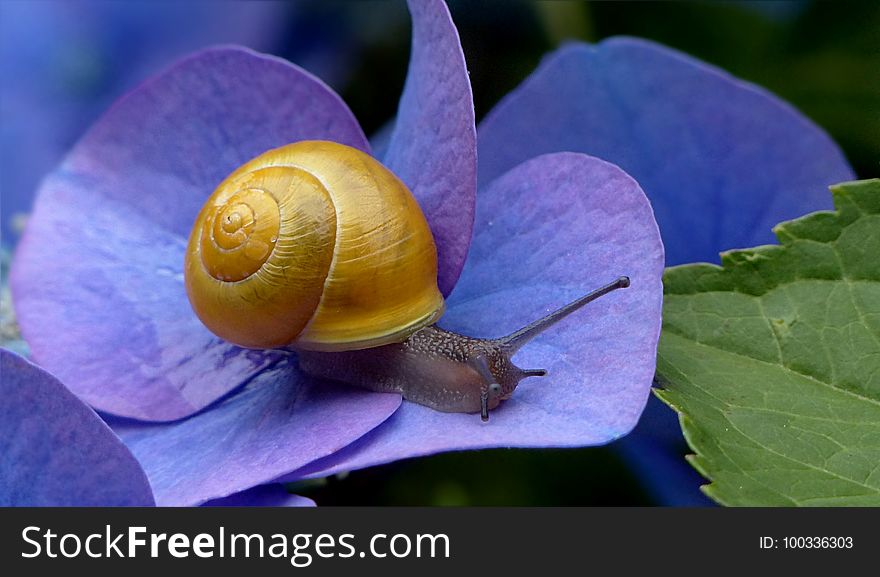Snails And Slugs, Snail, Molluscs, Invertebrate