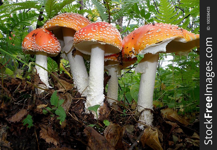 Fungus, Mushroom, Agaric, Agaricaceae
