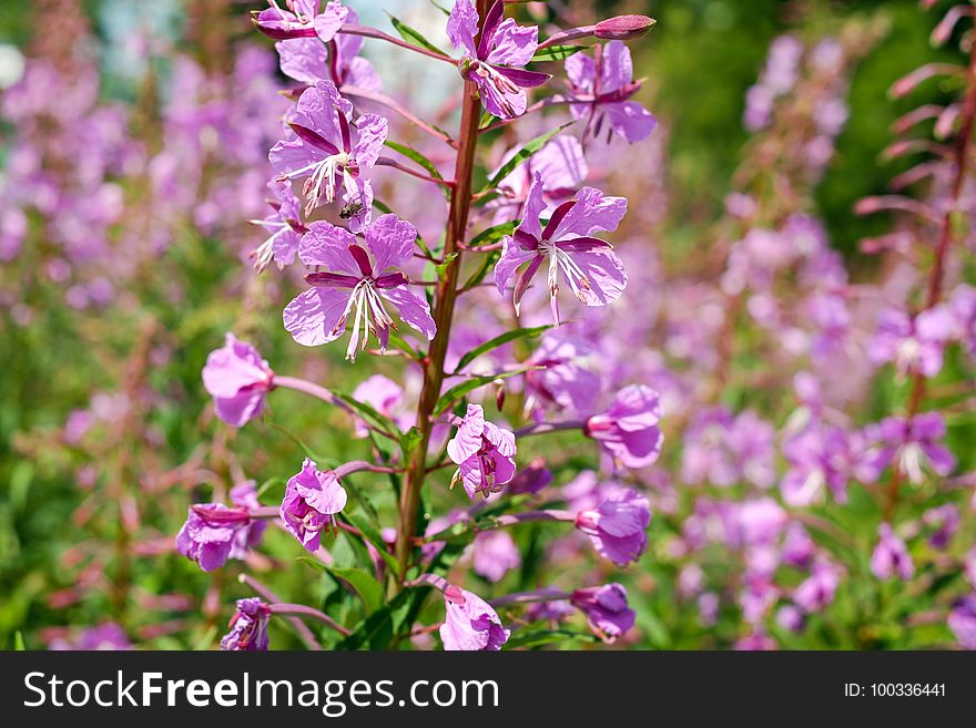 Plant, Flower, Flora, Flowering Plant