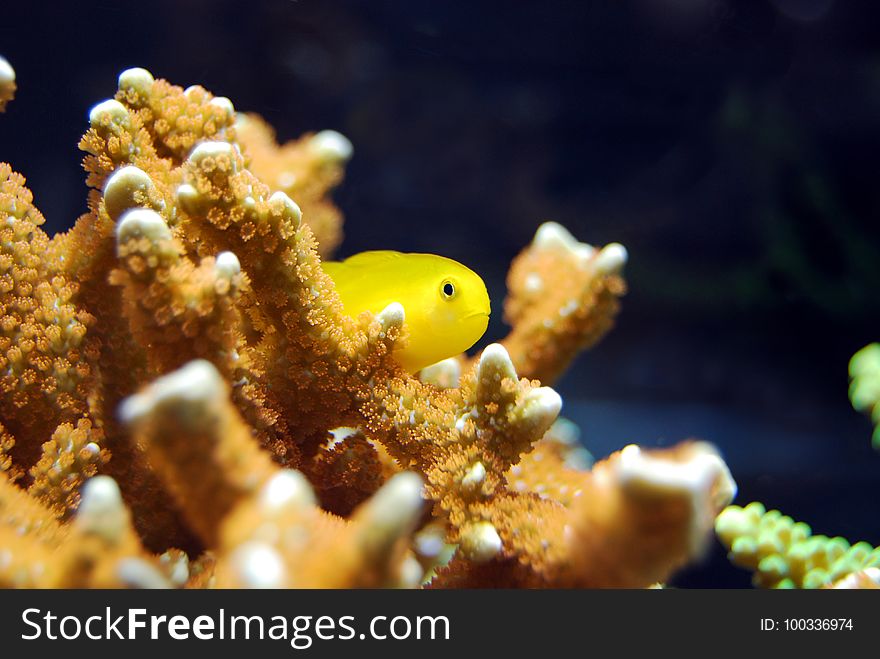 Coral, Marine Biology, Coral Reef, Underwater