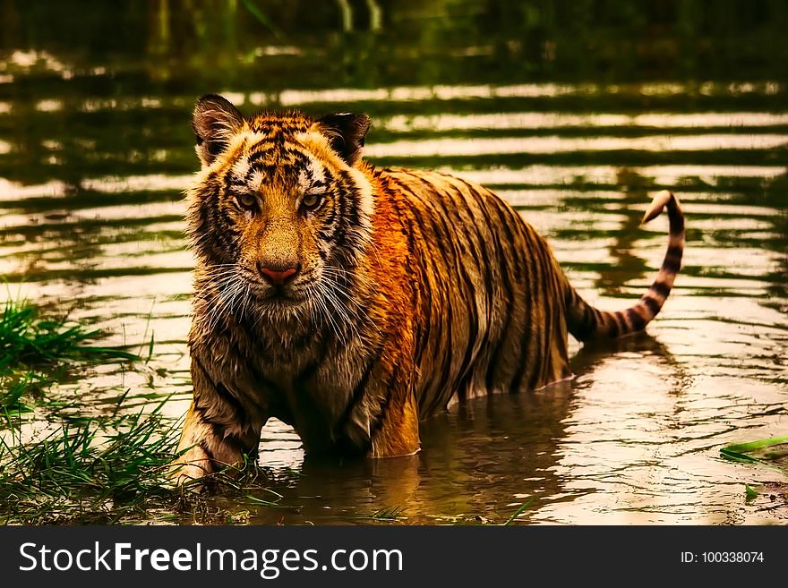 Wildlife, Tiger, Mammal, Wilderness