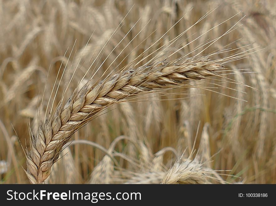 Food Grain, Triticale, Wheat, Rye