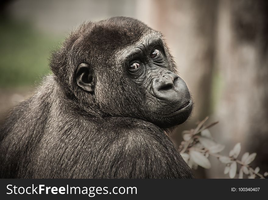 Great Ape, Fauna, Terrestrial Animal, Mammal