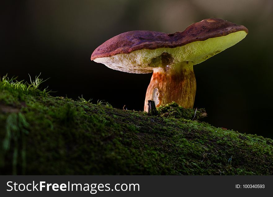 Fungus, Mushroom, Medicinal Mushroom, Bolete