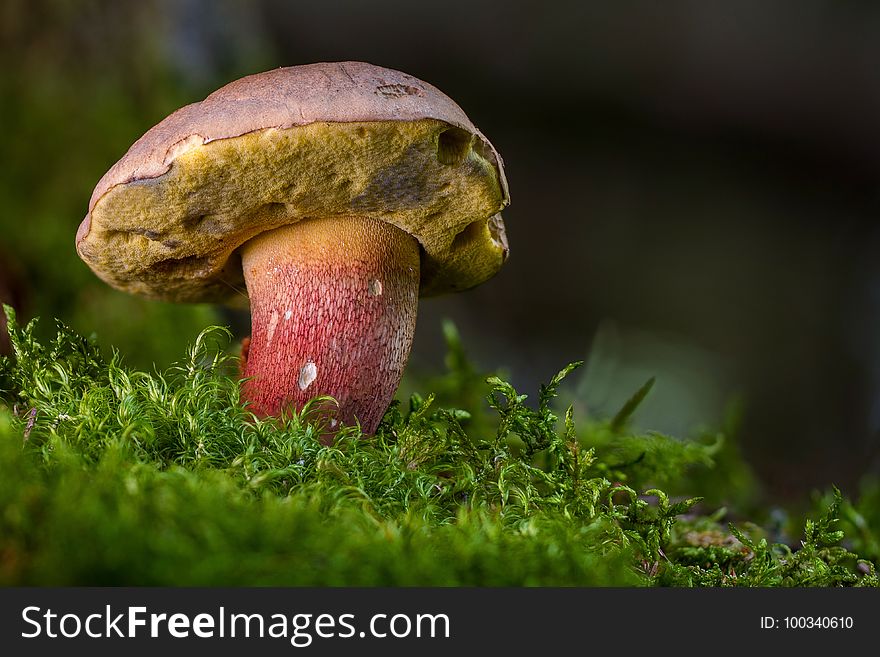 Mushroom, Penny Bun, Bolete, Fungus