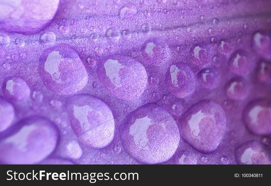 Purple, Violet, Lilac, Close Up