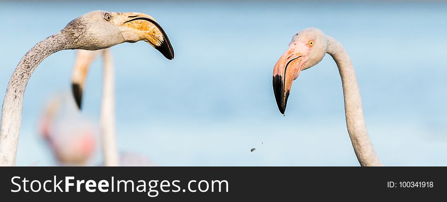 Beak, Flamingo, Water Bird, Bird