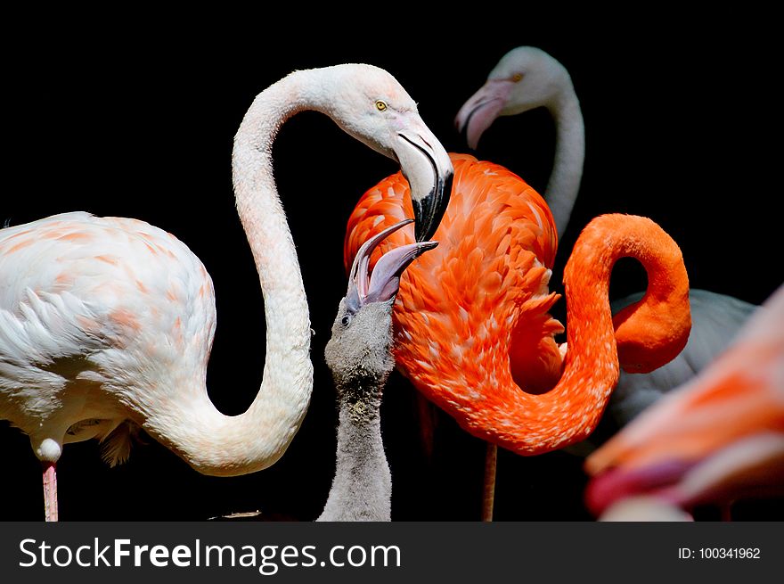 Flamingo, Water Bird, Beak, Organism