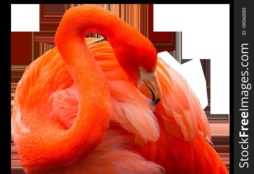 Flamingo, Orange, Vertebrate, Water Bird