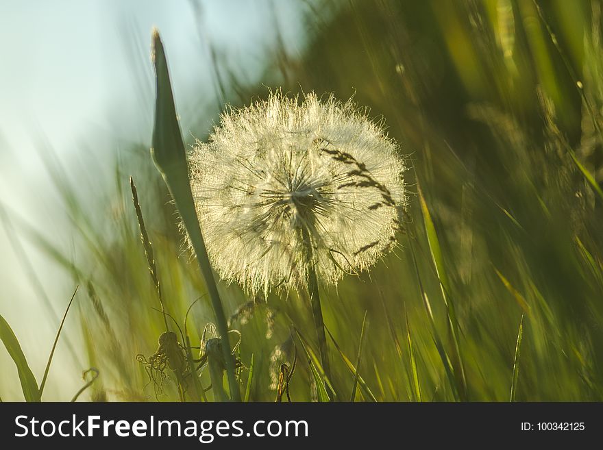 Dandelion, Vegetation, Flower, Grass