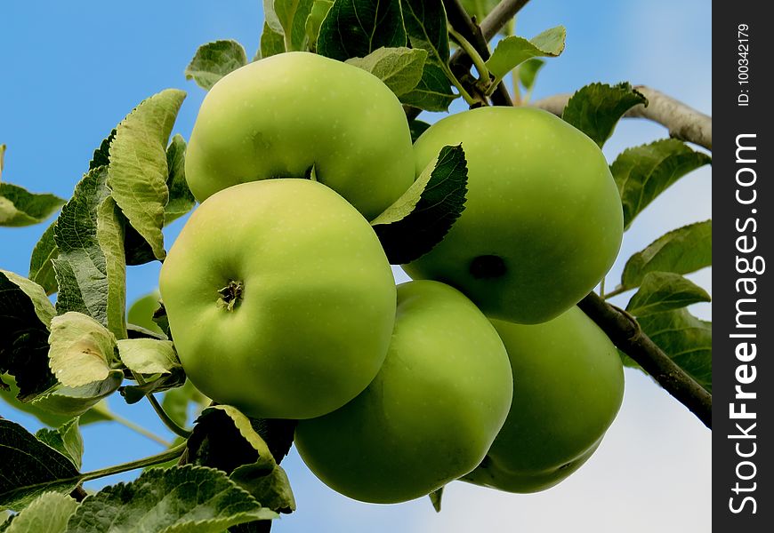 Fruit, Apple, Fruit Tree, Granny Smith