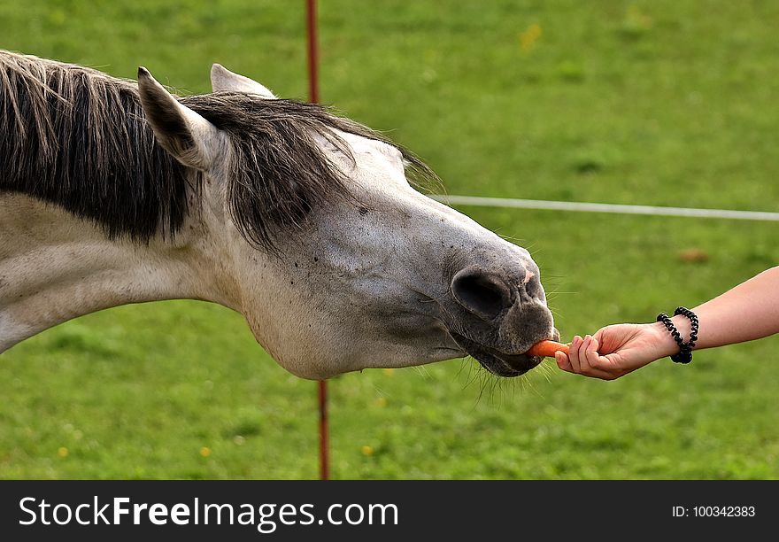 Horse, Mane, Horse Like Mammal, Grass