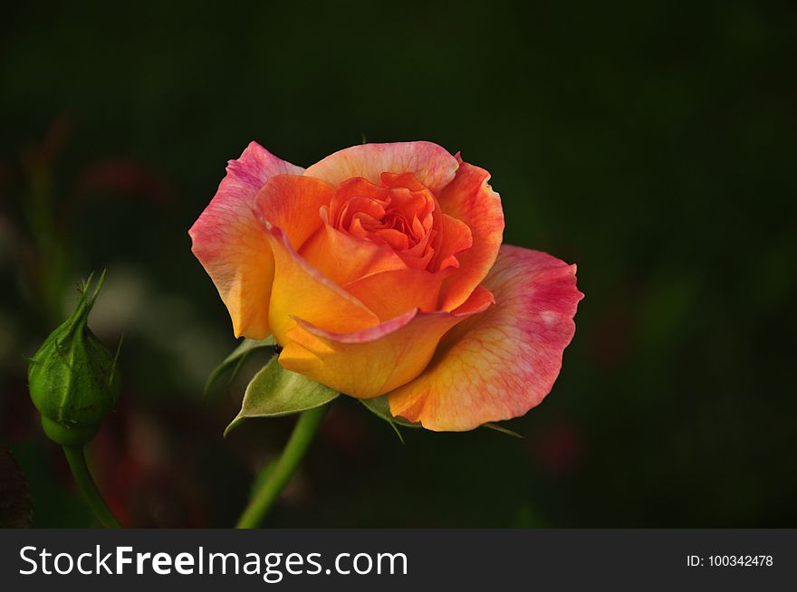 Flower, Rose, Rose Family, Floribunda