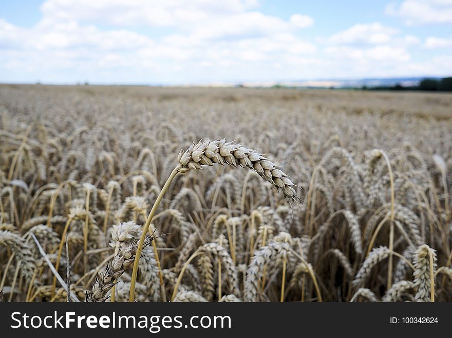 Crop, Wheat, Field, Grass Family