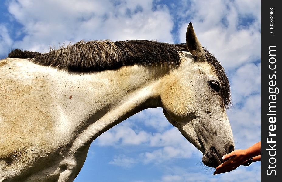 Horse, Mane, Sky, Fauna