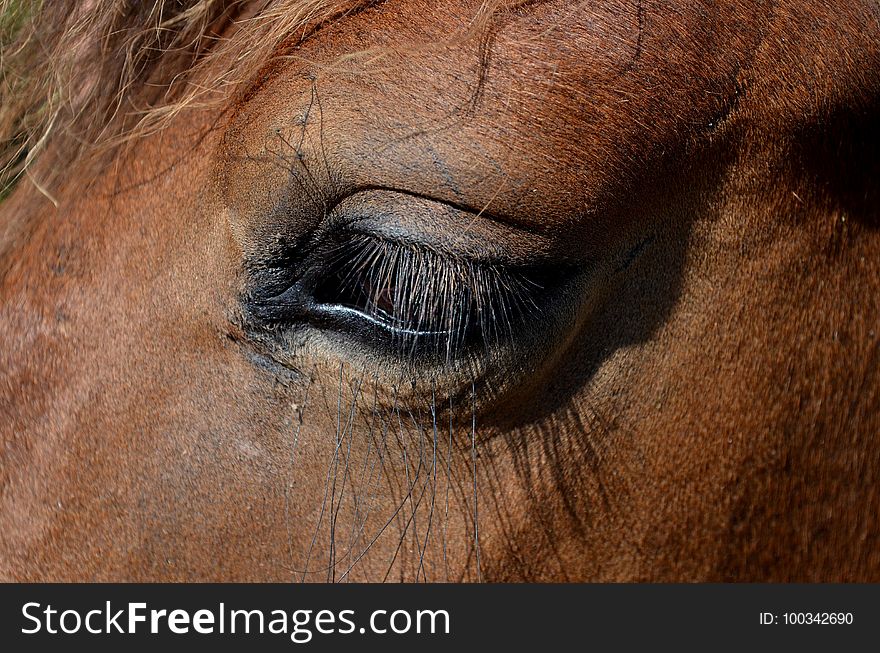 Eye, Mane, Nose, Close Up