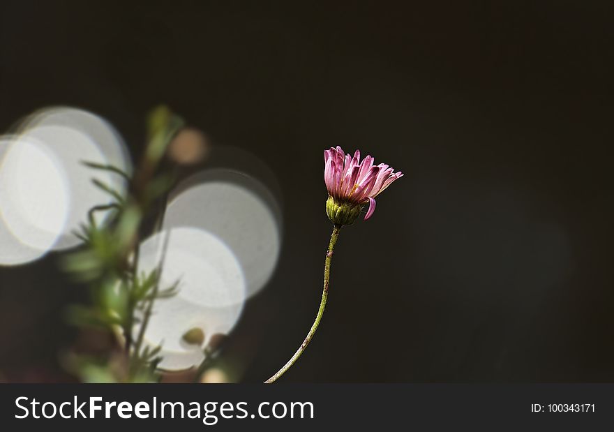 Flower, Flora, Plant, Close Up