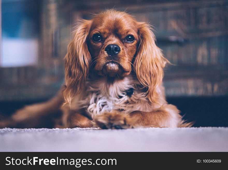 Dog, Dog Breed, Dog Like Mammal, Spaniel