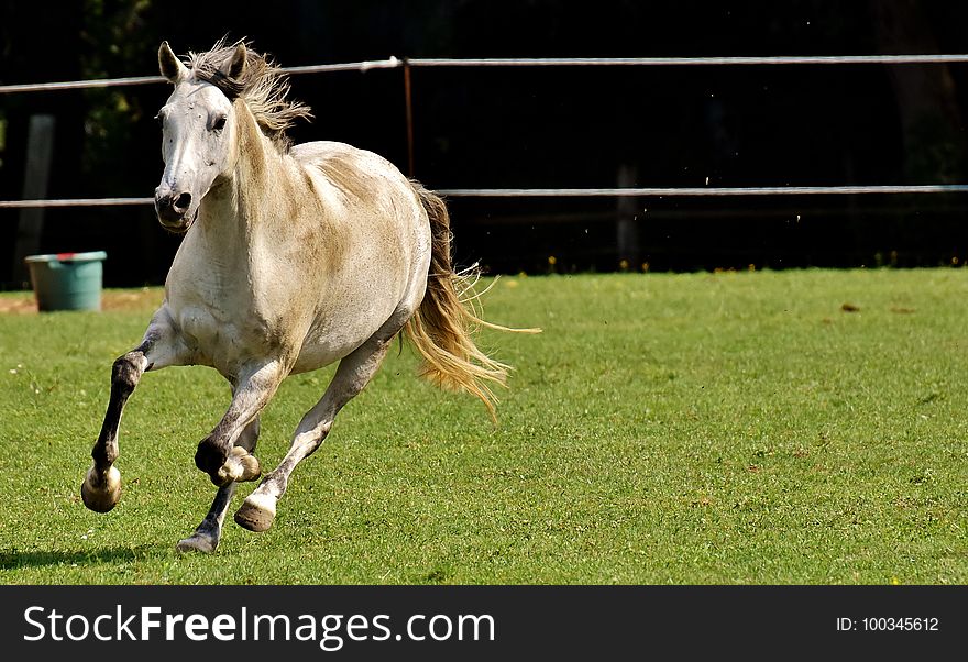 Horse, Mane, Horse Like Mammal, Pasture