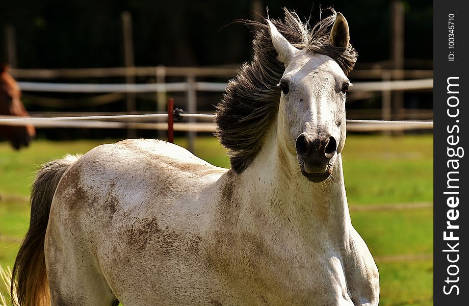 Horse, Mane, Horse Like Mammal, Fauna