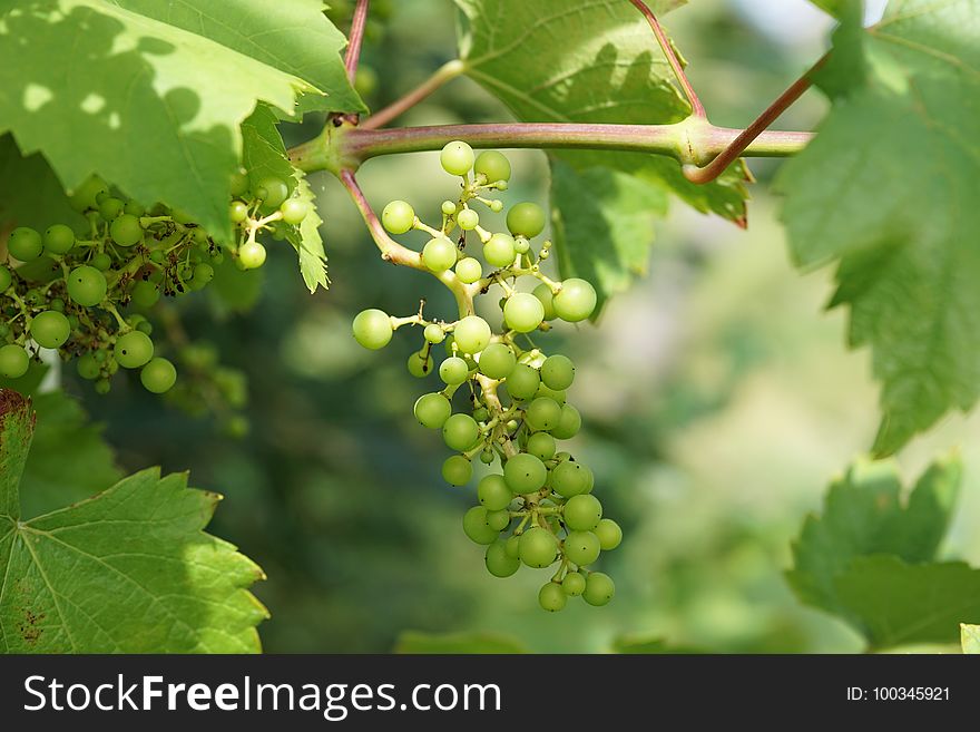 Grape, Grapevine Family, Seedless Fruit, Fruit