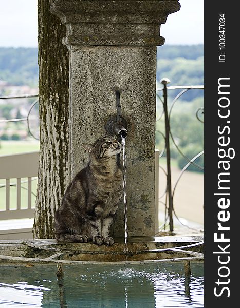 Water, Fauna, Reflection, Cat