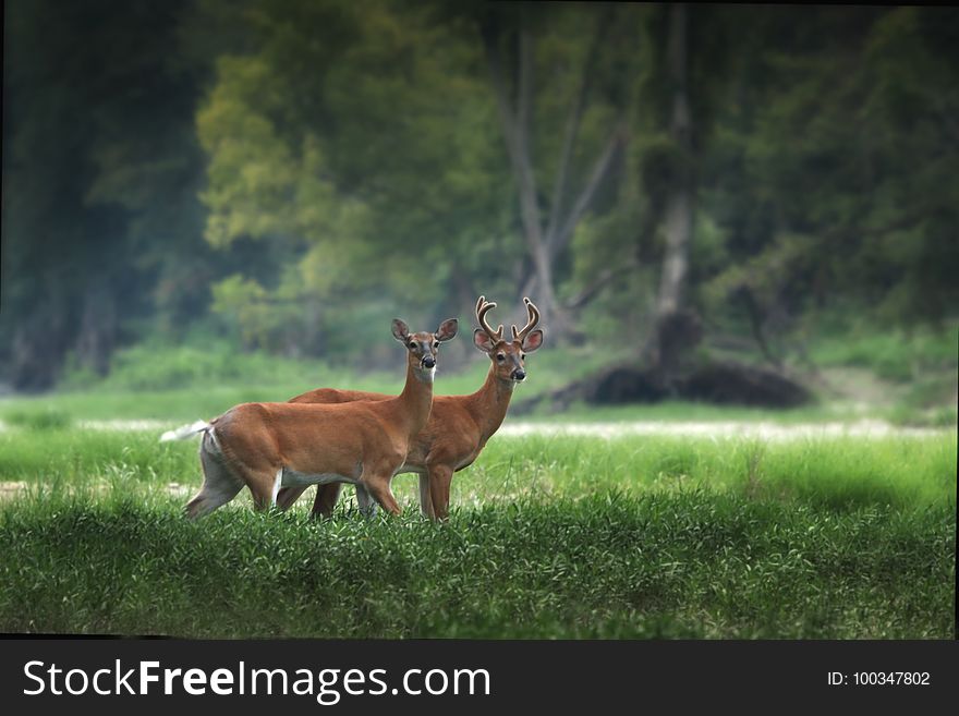 Wildlife, Deer, Fauna, Grassland