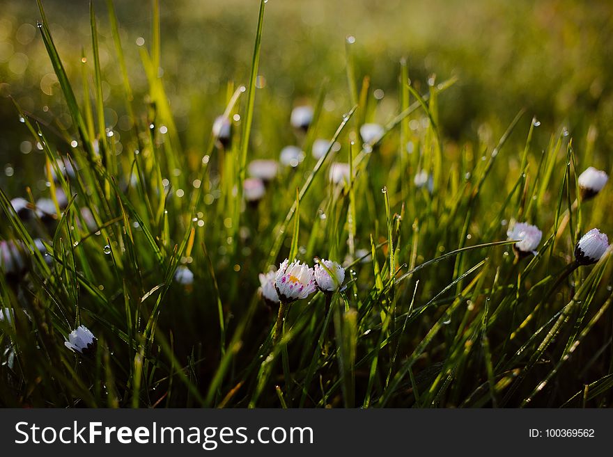 Morning Dew On Camomile